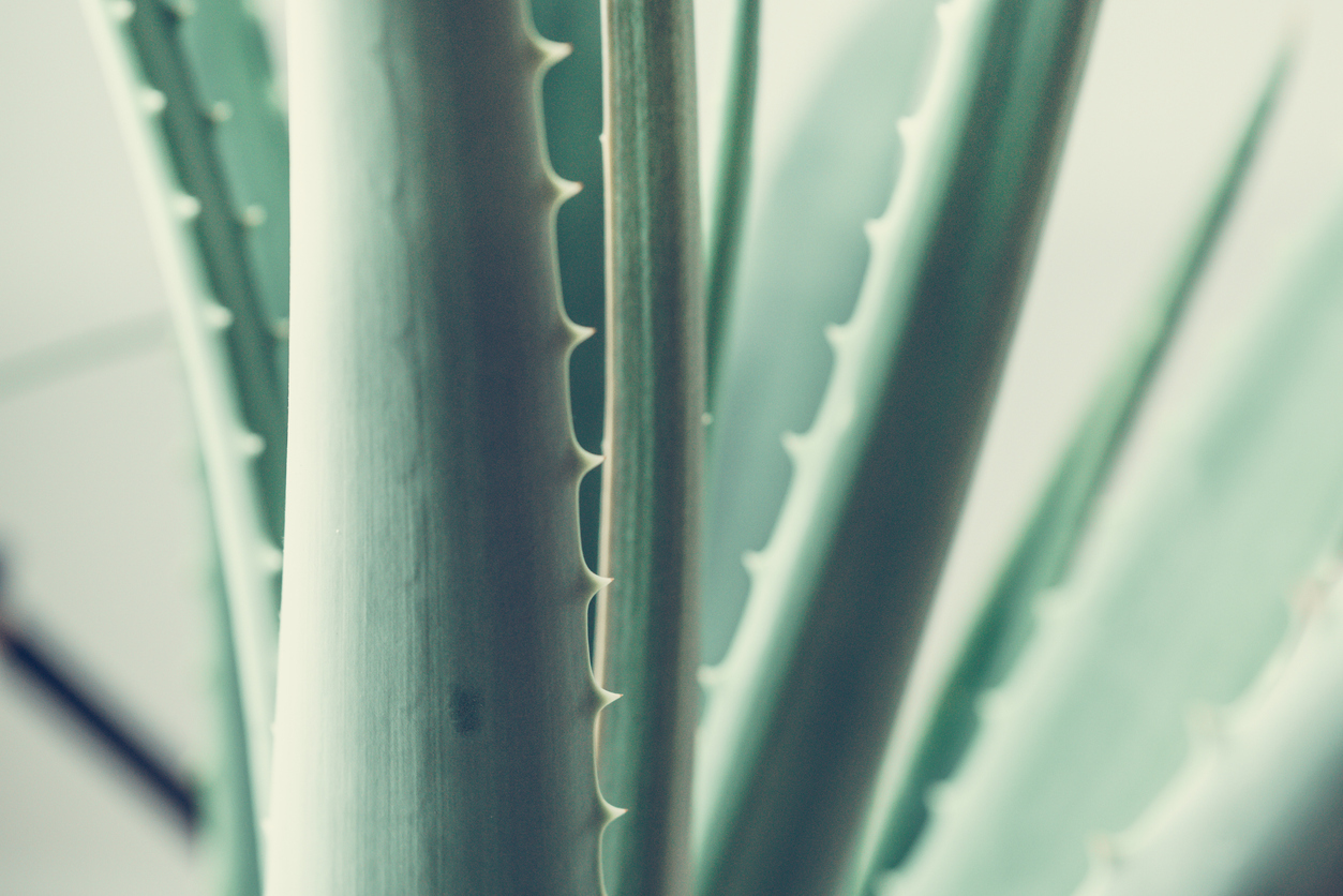 ALOE VERA, IN THE SPOTLIGHT